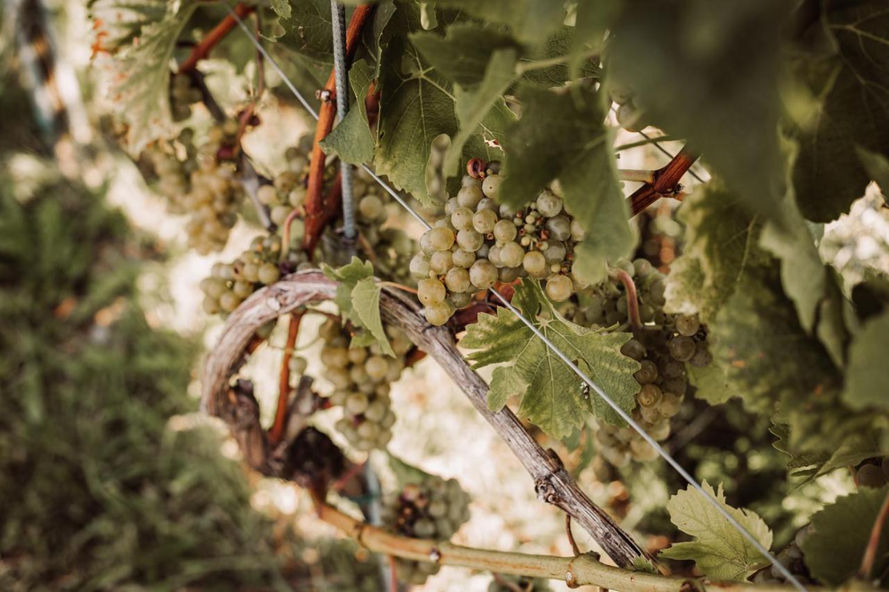 Weingut Kollerhof Am Eichberg Βίλα Leutschach Εξωτερικό φωτογραφία