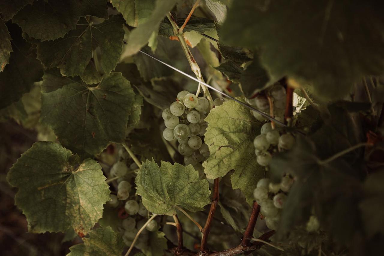 Weingut Kollerhof Am Eichberg Βίλα Leutschach Εξωτερικό φωτογραφία