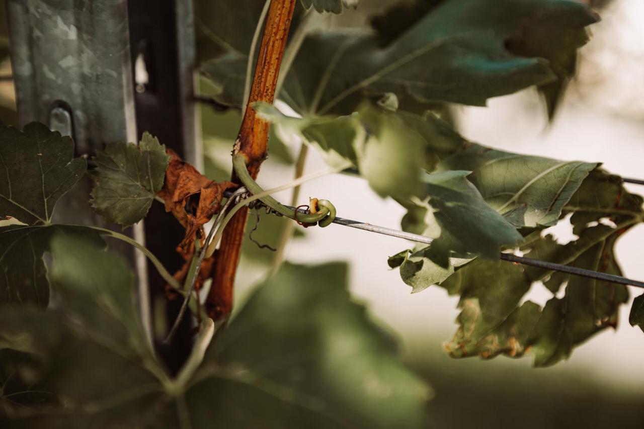 Weingut Kollerhof Am Eichberg Βίλα Leutschach Εξωτερικό φωτογραφία